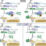 Plant Cell | 华南师范大学张钟徽团队在植物ABA信号转导途径研究中取得重要进展
