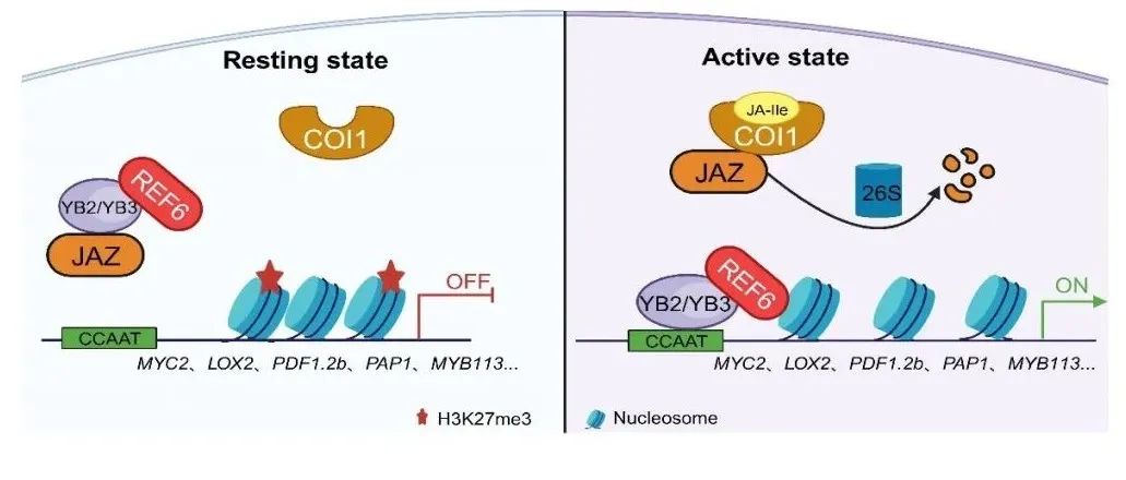 JIPB | 浙江大学农学院陶增团队揭示拟南芥一对核因子NF-YB2/YB3正调控JA信号通路和灰霉病抗性的分子机制