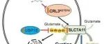 PNAS | 浙江大学孙毅团队揭示拟素化/泛素化修饰调控胱氨酸转运蛋白SLC7A11的稳定性和细胞铁死亡