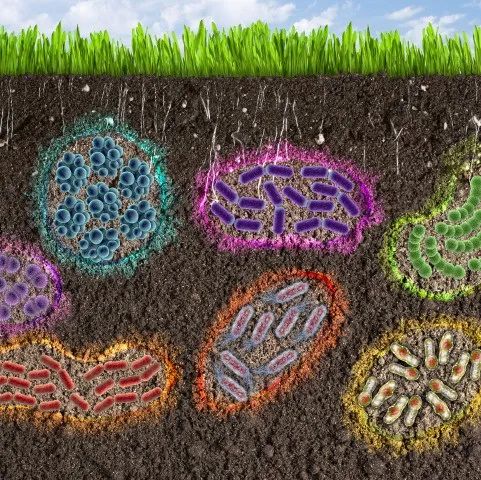草皮也有‘保质期’？中科院成都生物所在一区top期刊（IF=8.2）发表草皮储存下微生物碳氮利用效率方面的新进展