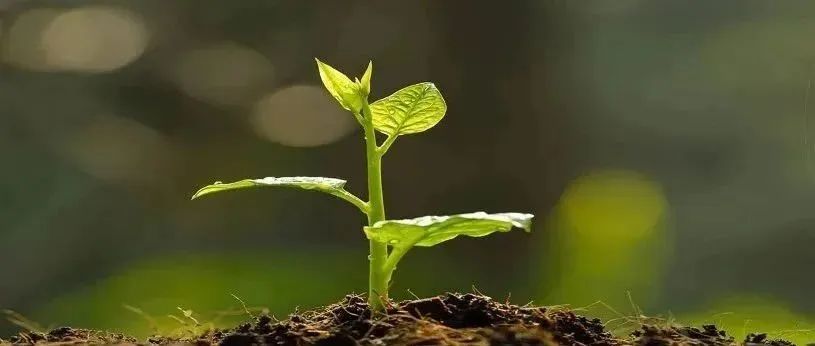 优秀！东北农业大学博士生以共同第一作者身份在Nature Communications上发表研究成果