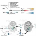 Nat Immunol丨清华大学祁海团队发现记忆B细胞再分化调控机制——表观遗传印迹记录的B细胞免疫生活史