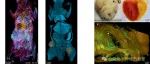 由组织透明化、组学和人工智能驱动的深度 3D 组织学