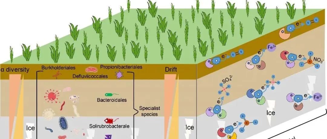 杨元合研究组《Nature Communications》最新成果！揭示多年冻土区土壤微生物结构和功能的垂直分异特征
