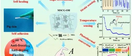 郑州大学孙红玲团队《ACS AMI》：高导电CCNF/rGO复合水凝胶，用于柔性智能电子产品