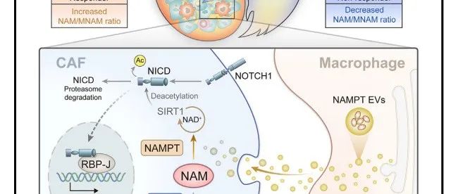 Cell Metab | 南方医科大学石敏等揭示烟酰胺代谢在胃癌中的作用