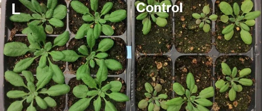 重磅！2024植物科学领域连发Nature 原来是用了这些热点技能！
