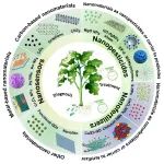 南林黄超伯/熊燃华团队《Nano Today》综述：纳米材料在植物病害诊断和治疗的最新进展