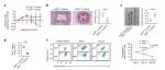 Nat Immunol | 上海交通大学附属医院董晨团队揭示T滤泡辅助细胞和树突状细胞的相互调节驱动结肠炎的发展
