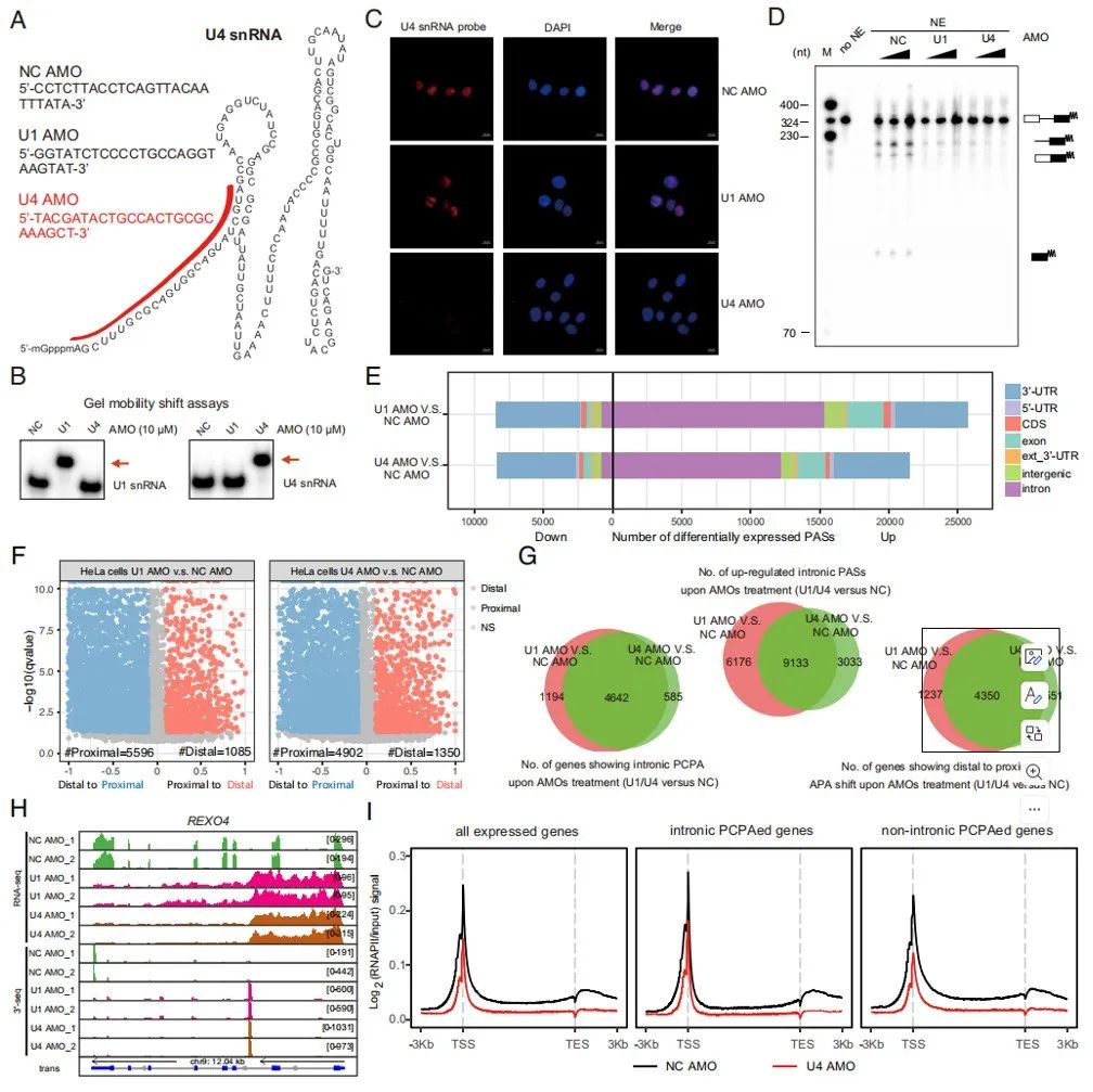 PNAS | 中山医学院姚成果揭示U4 snRNP在抑制前信使RNA过早剪接和聚腺苷酸化中的独特作用