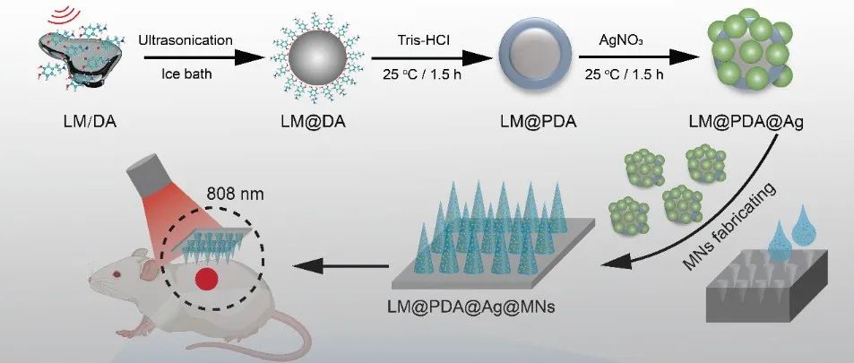 清华大学刘静/北航孙旭阳、周钢 AFM：液态金属高效抗菌微针贴片用于多重耐药菌感染的伤口修复