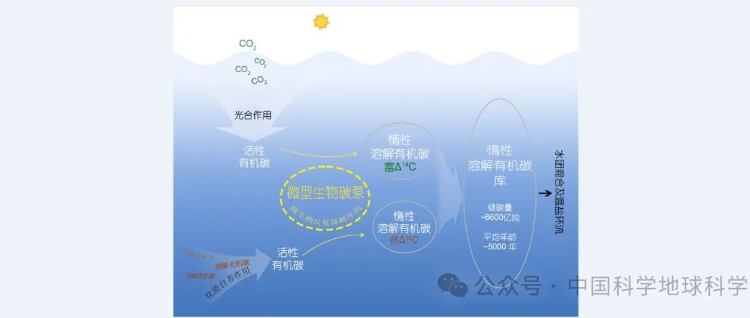 海洋微生物产生惰性溶解有机碳并影响其空间分布