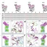 Sensor Actuat B-Chemical | 华中科技大学胡文君副教授/刘钢教授突破性方法提升LSPR检测灵敏度