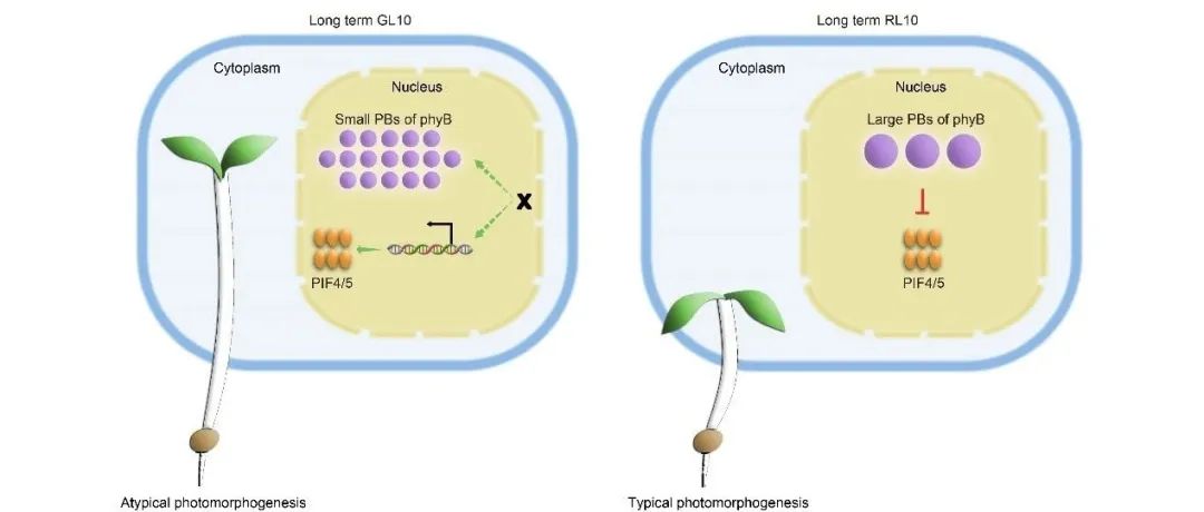 JIPB | 安徽农业大学凌俊杰课题组揭示绿光介导幼苗发育的分子机理