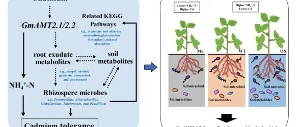 NPJ Biofilms Microbiomes：GmAMT2.1/2.2基因通过调控铵态氮和代谢物塑造根际微生物组减轻镉胁迫