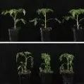 西北农林科技大学发现SlTHM27-SlGAD2通过调节GABA积累和花青素合成调控番茄耐冷性的新机制