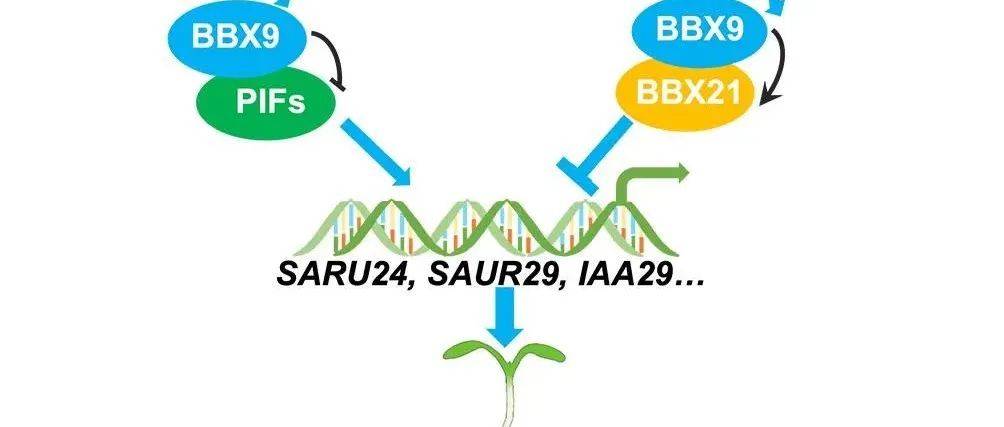 JIPB | 南京农业大学许冬清课题组揭示B-box 蛋白调控植物光信号转导的作用机制