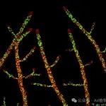 中科院微生物所联合全球真菌学者在一区top期刊（IF=24.5）发文更新真菌界担子菌门分类系统
