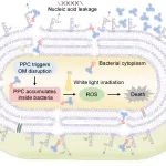 南京大学甄叙、蒋锡群团队 ACS Nano：肽-光敏剂偶联物通过破坏细菌外膜增强对革兰氏阴性菌的光动力治疗