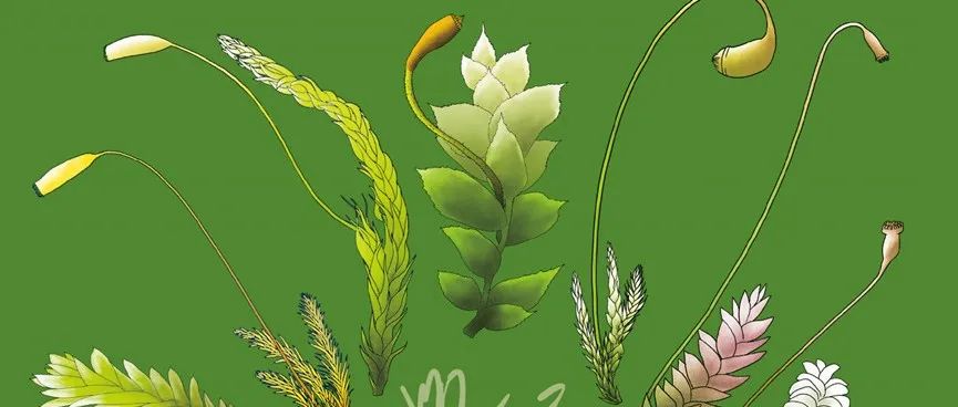 JSE封面文章|基于质体基因组数据的全球苔藓植物科级分类系统 (Bryophyte Phylogeny Group, BPG)