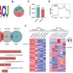 Leukemia | 浙江大学佟红艳/孙杰揭示m6A甲基转移酶通过SETBP1介导的PI3K-AKT信号通路激活促进细胞增殖