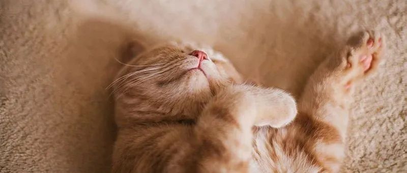 宠物猫为什么偷东西回家？| 你的音乐记忆，可抵岁月漫长 | NASA出售“二手车” | 自然每周简报