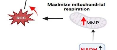 Science | mIDH1抑制剂激活肿瘤免疫的机制研究