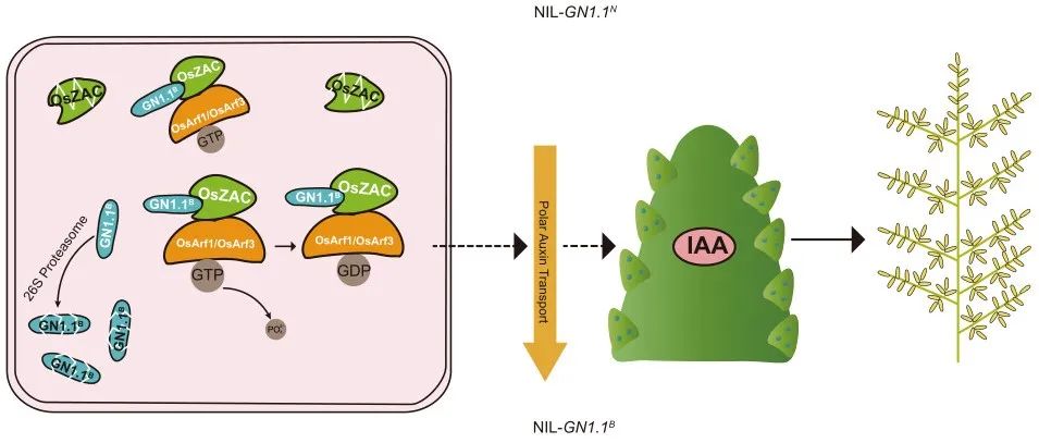 JIPB | 中国科学院分子植物科学卓越创新中心林鸿宣团队揭示QTL位点GN1.1通过调节生长素极性运输调控水稻穗粒数的机制