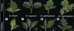 Science 封面 | 植物刺的趋同进化