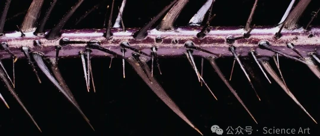 Science | 科学家震惊发现植物的刺是受细胞分裂素生物合成最后一步相关基因所控制
