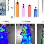 ACS Nano丨警惕！浙江大学靳明亮团队发现胶体氧化铜纳米颗粒可以诱导弱精子症和不育