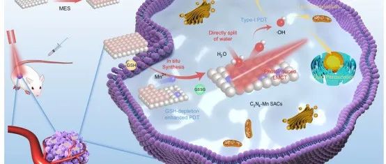 文献分享 | Nat. Commun. | 肿瘤原位激活的非氧依赖型单原子催化剂用于光动力治疗
