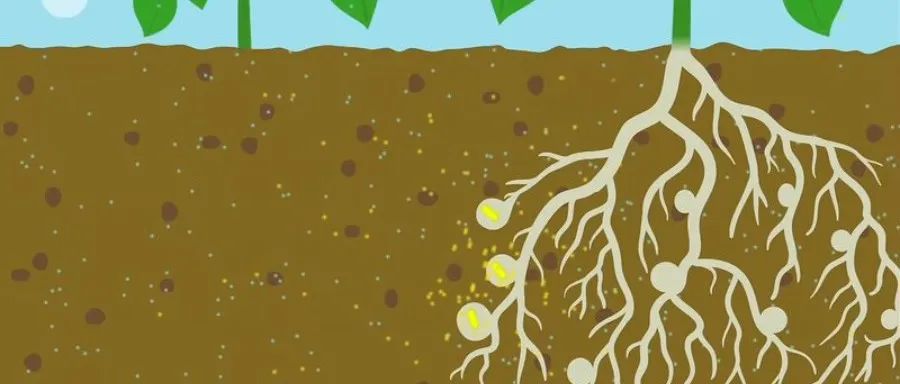 Nature Microbiology | 植物如何挑选“最佳拍档”？揭秘豆科植物与共生根瘤菌的完美配对之路