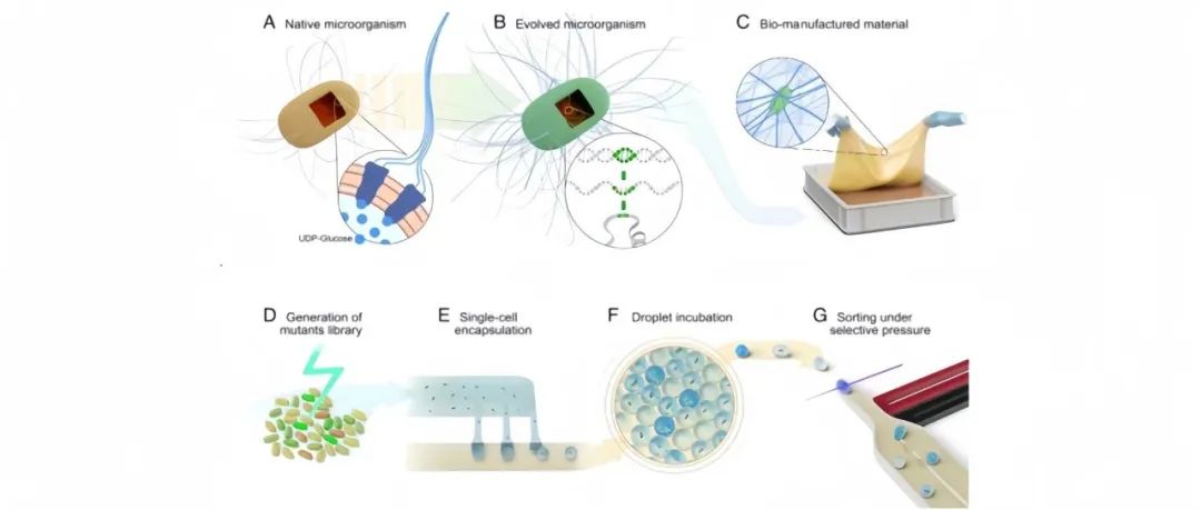阅读 PNAS | 高产纤维素微生物的定向进化