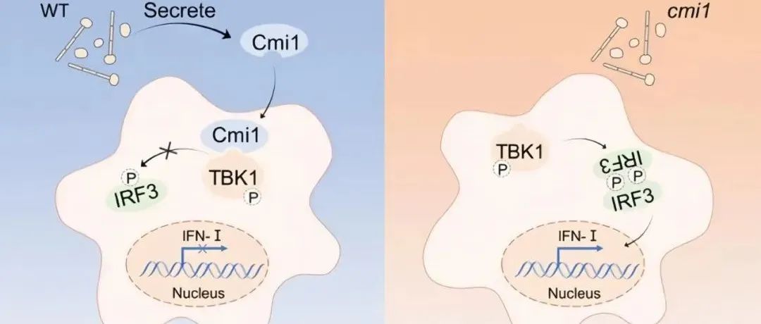 Cell Host & Microbe | 武汉大学逯杨团队揭示人类共生-致病真菌分泌效应蛋白调节宿主免疫的机制