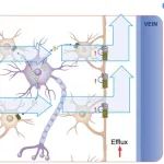 2篇连发！温州医科大学陈江帆团队合作发现40赫兹的闪光可以促进睡眠及具有缓解脑部疾病的转化潜力