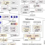 Nature丨中吴逵/林从等团队合作揭示了结直肠癌的预后基因组和转录组特征