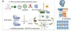 AC.用于癌症诊断的双长链非编码 RNA 检测的结合深度学习的 CRISPR 增强型光电流极性切换