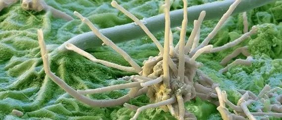 Nature Communications | 研究揭示灰霉病真菌如何适应以抵抗植物防御并变得更加有害