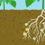 华中农业大学博士以第一作者在Plant Cell发表最新成果，揭示结瘤共生固氮演化中的一个关键模块