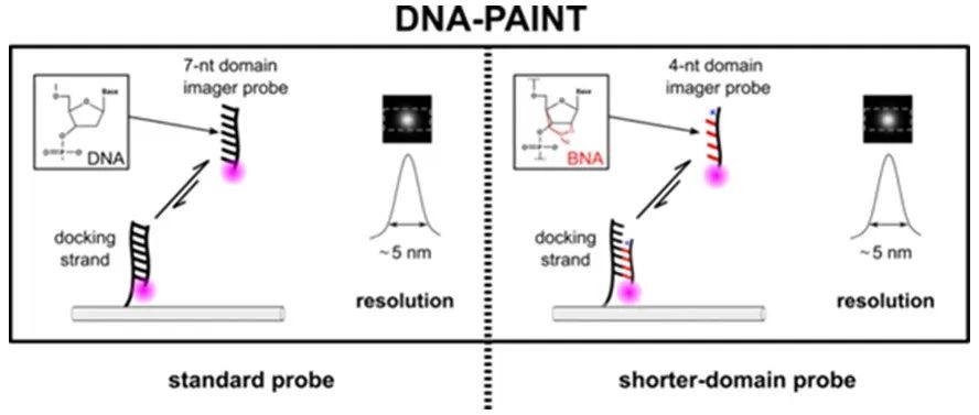 文献分享| ACS Nano: 较短结合结构域的DNA-PAINT探针修饰实现高分辨率成像