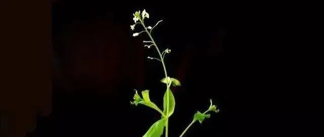 中国科学院分子植物科学卓越创新中心在Molecular Plant/PNAS连发两篇研究成果！