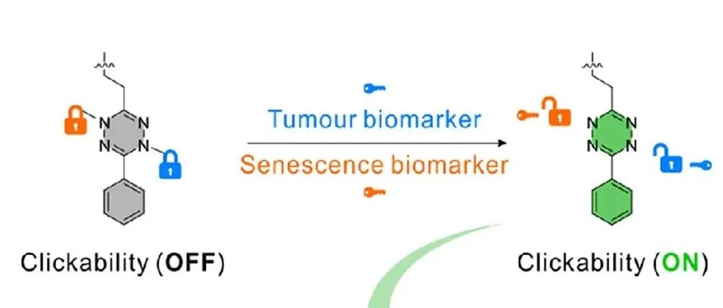 J. Am. Chem. Soc.｜双锁-酶激活生物正交荧光探针用于衰老癌细胞成像