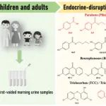 华南农业大学仇荣亮团队Chemosphere：华南地区儿童和成人尿液中典型内分泌干扰物的联合暴露特征及健康风险评估