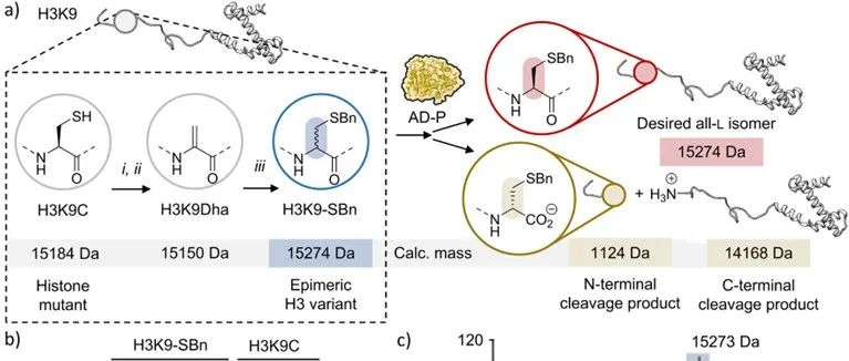 J. Am. Chem. Soc. | 差向异构体蛋白的动力学拆分实现立体选择性化学诱变