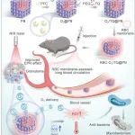 Adv. Mater：靶向肉芽肿、具有自氧合特性AIE发光原基类红细胞纳米颗粒用于结核病的联合光学治疗