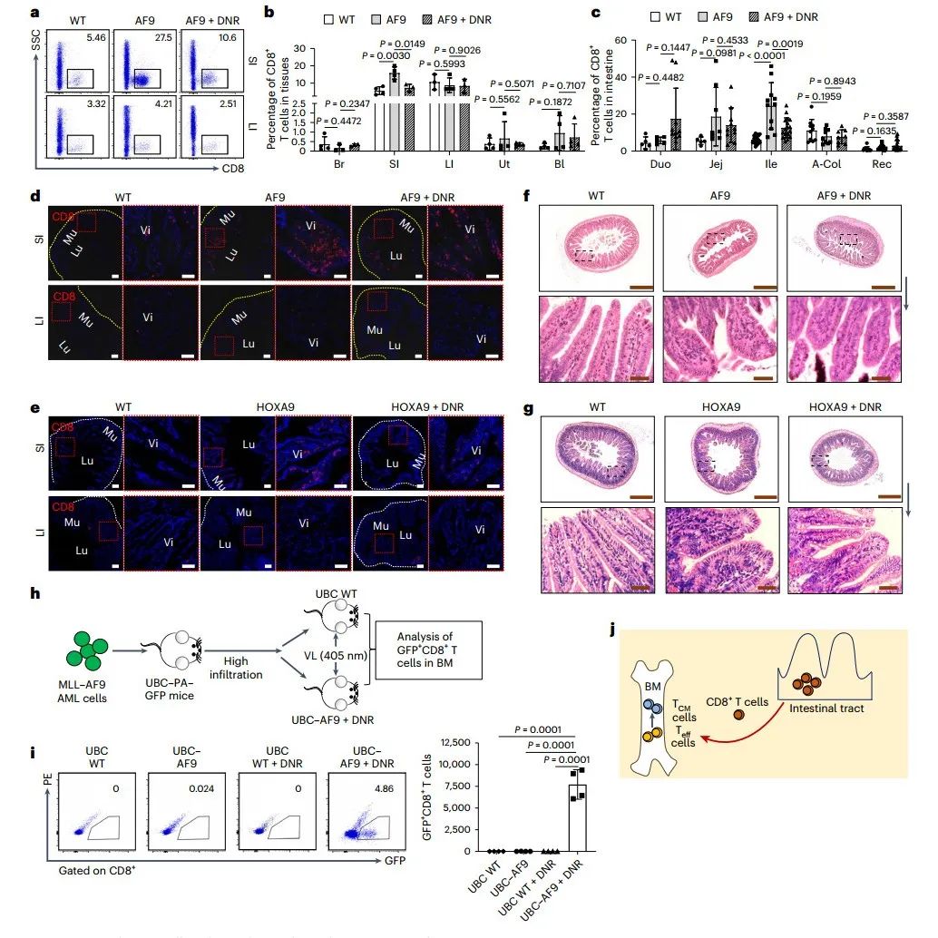 Nat Cell Biol | 段才闻/陈国强/刘启发/钟仪等揭示CD8+ T细胞在肠道和骨髓之间的迁移回路调控抗肿瘤免疫