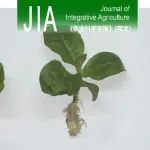 JIA | 昆明理工大学证实岷江百合WRKY11通过诱导dirigent表达增加木质素/木脂素积累正调控枯萎病抗性