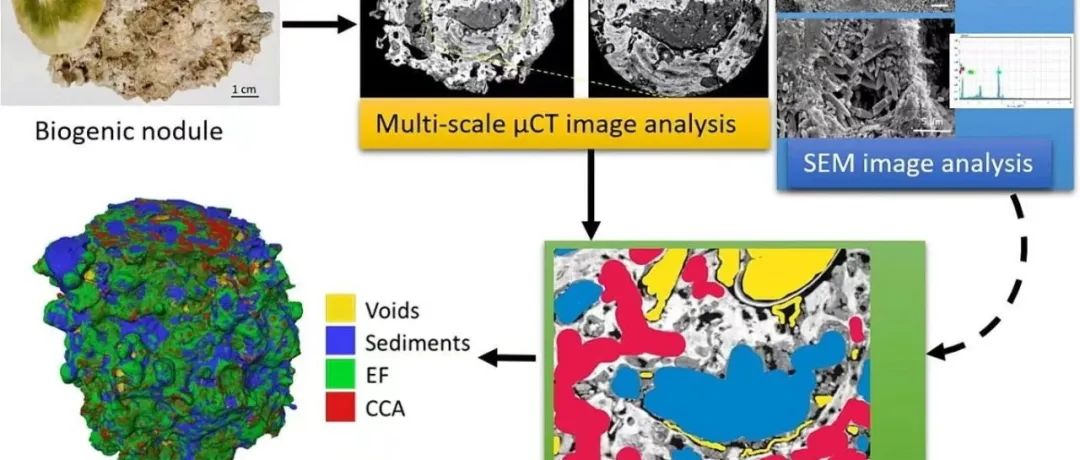 Geosci. Front. | 量化生物碳酸盐产量的新型多尺度μCT特征化方法