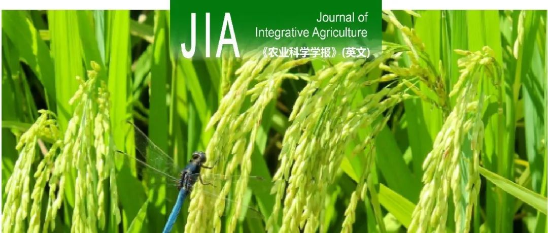 JIA | 福建农林大学王宗华团队与沈阳农业大学张世宏团队发现非经典分泌蛋白MoMtp是稻瘟病菌产孢、应激稳态以及致病力所必需的